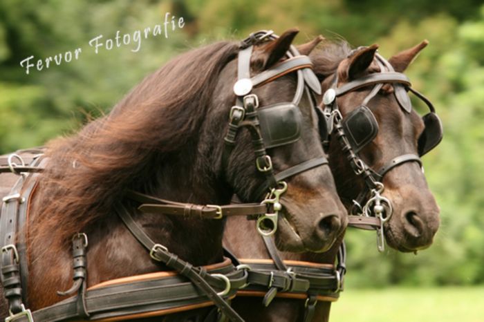 Lethertech Leather Bridle